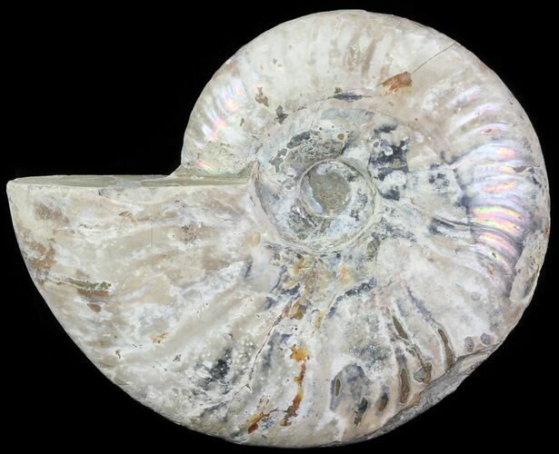 Silver Iridescent Ammonite - Madagascar #61505